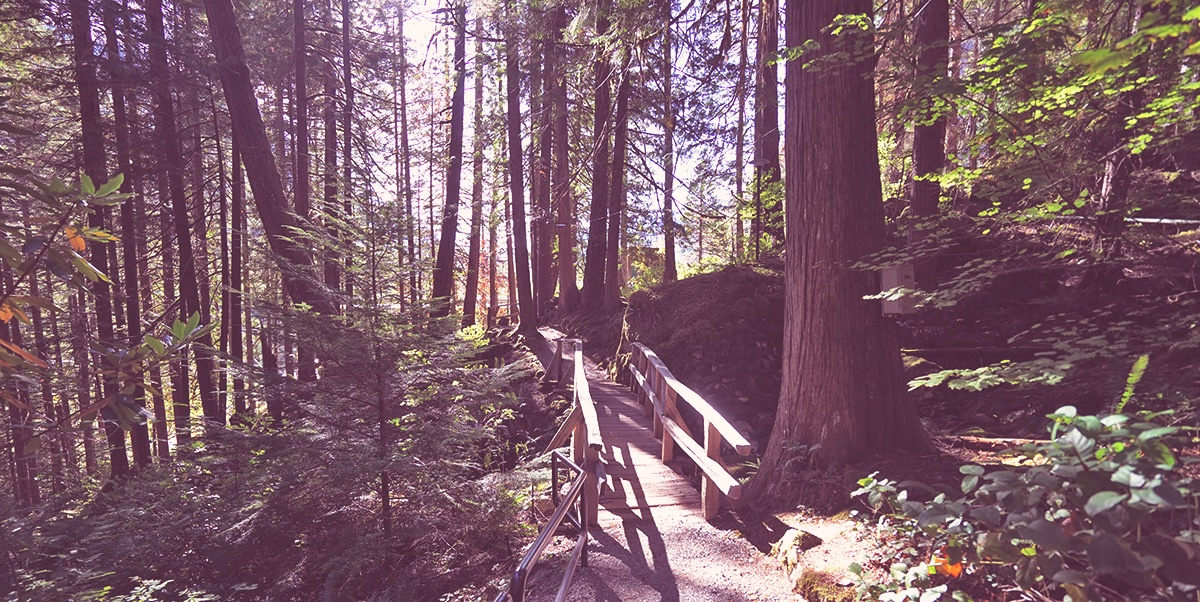 Gardens behind the Gorge Powerhouse